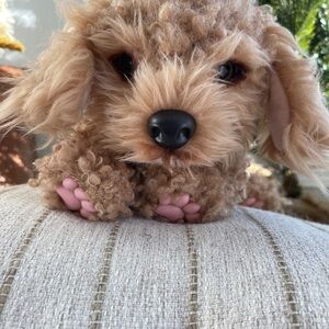 Little Live Pets My Really Real Puppy CURLEY Dog Golden Doodle Curly Cavoodle